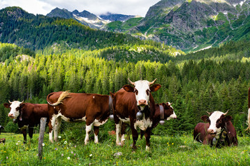 Fototapeta na wymiar Cows on Tour du Mont Blanc trek 2015
