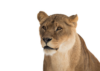 Lion, Panthera leo, lioness portrait on white background