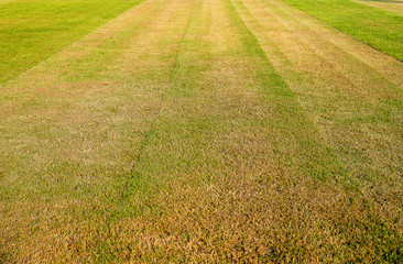 Green grass natural background soccer texture
