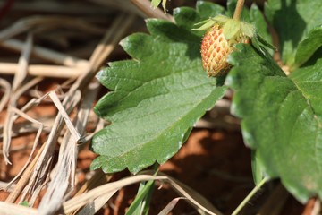 Strawberry plant in garden