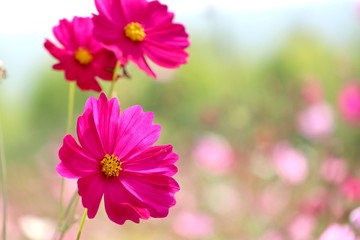Obraz premium Pink cosmos in tropical