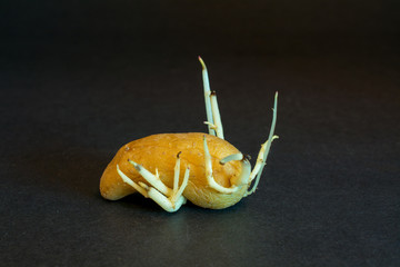 Old germinating potato on black background