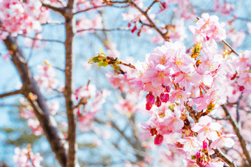 桜の風景