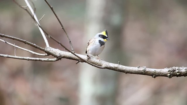 Yellow-throated bunting (Emberiza elegans) in Japan