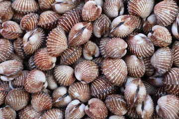 Cockles at street food