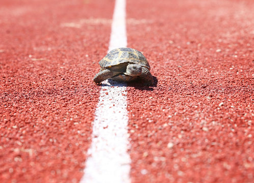 turtle walking down a red track in a concept of racing or getting to a goal no matter how long it takes