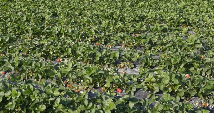 Strawberry field row