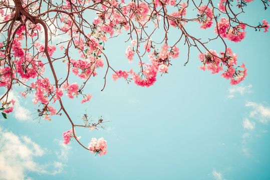 Beautiful sakura flower (cherry blossom) in spring. sakura tree flower on blue sky. vintage color tone