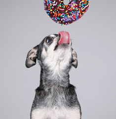 cute photo of a funny chihuahua isolated on a gray background eating a giant chocolate doughnut...