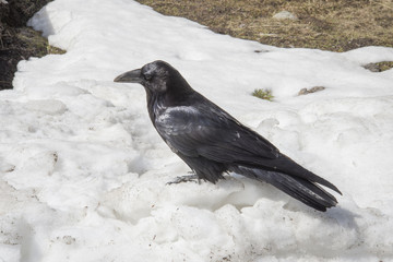 Raven in Yellowstone Snow-8407