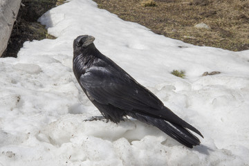 Raven in Yellowstone Snow-8408