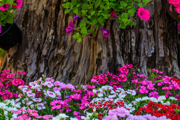 Beautiful flowers in the garden.