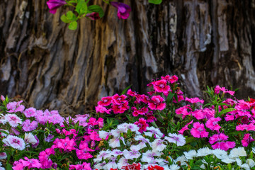 Beautiful flowers in the garden.