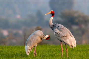 Sarus Crane grooming