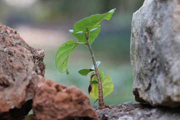 Planta creciendo en rocas