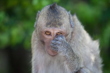 Naklejka premium 可愛いサル