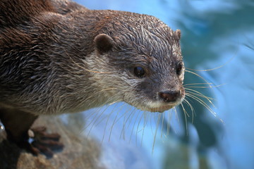 コツメカワウソ