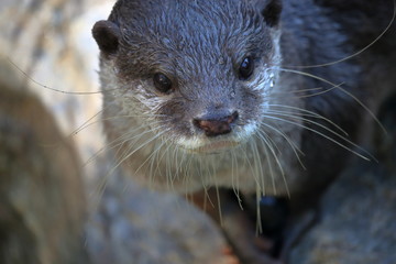 コツメカワウソ