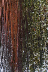 North Cascades National Park Washington Winter Storm Snow Ice Forrest