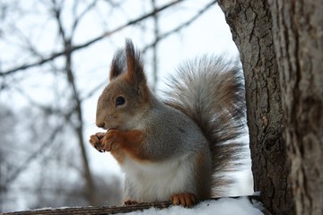 Naklejka na ściany i meble squirrel on a tree holding in its paws a nut in winter