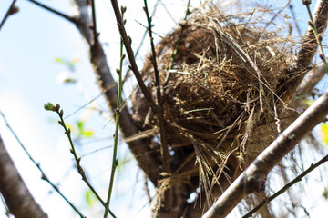  bird's nest