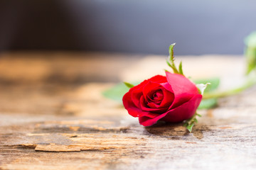 red rose. Green stalk placed on the old wooden floor