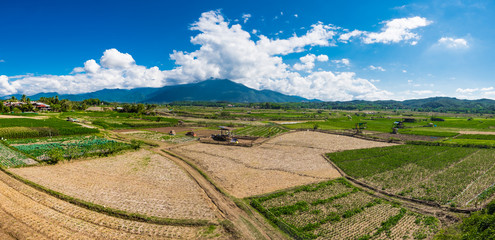 Panorama view of rice field.