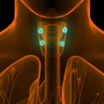 Human Body Glands Anatomy (Parathyroid Gland)