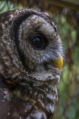 Owl Profile