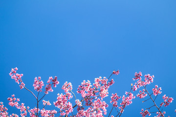 Spring pink flowers, bright sky background