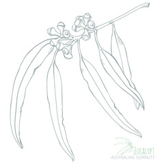 Eucalypt Australian Gumnuts