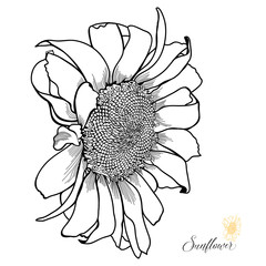 Hand-drawn Sunflower