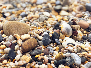 Pebbles and Shells