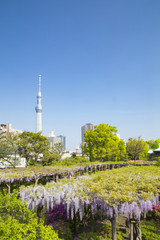 Obraz premium Wisteria festival in Kameido Tenjin shrine