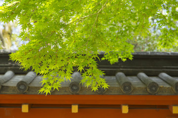 The maple leaves