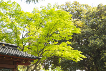 The maple leaves