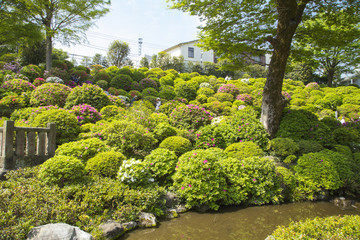 Azalea garden in Nezu shrine