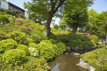 Azalea garden in Nezu shrine