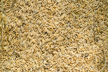 Brown rice background