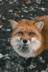 urban fox