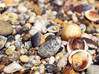 Pebbles and shells on a beach