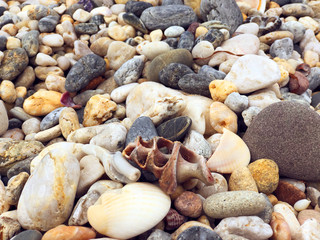 Pebbles and shells on a beach