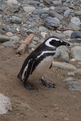 Naklejka premium Pingüino Magallanico