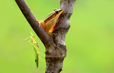 frog and mantis