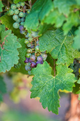 Cabernet Sauvignon grape bunch on vine