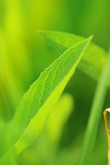 fresh spring grass background soft focus