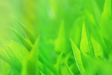 spring grass background.bright green field grass in the sun at dawn. fresh  grass background soft focus