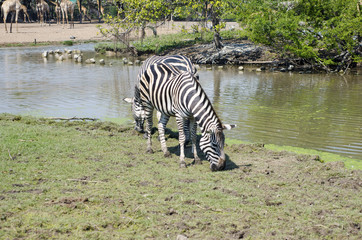 Fototapeta na wymiar Zebra is feeding grass by the pool.