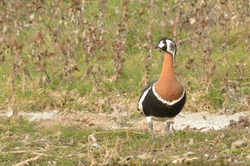 Red Breasted Goose (Branta ruficollis)