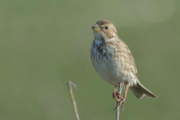 Corn bunting (Emberiza calandra)